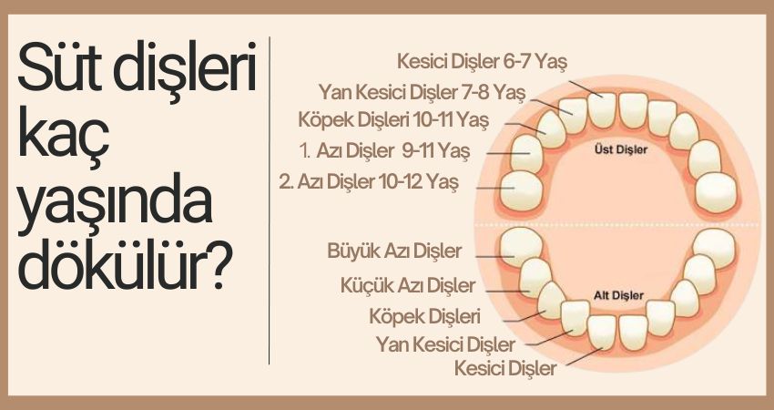 Süt dişleri kaç yaşında dökülür? İzmir